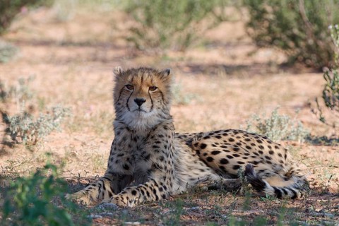 Cheetah (Acinonyx jubatus), young, lying in the shade, in the dry grassland, looking at the camera,