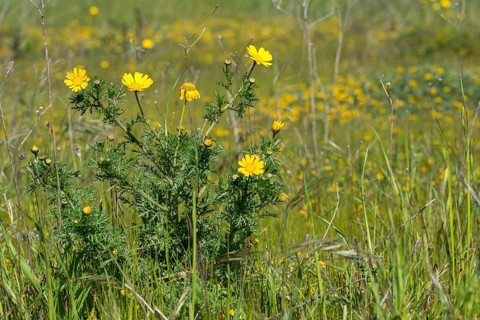 Asteraceae, Glebionis Coronaria, Granelli, Italy, daisy, crown usury, Pantani Cuba and Longarini,