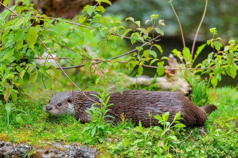 A Eurasian otter (Lutra lutra) lies on the riverbank amid green vegetation on a cloudy day. Czech