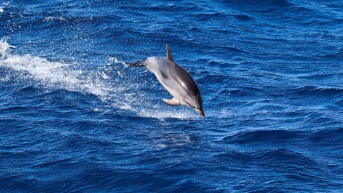 A dolphin (Delphinidae) jumps out of the blue ocean while waves splash around it, whale watching