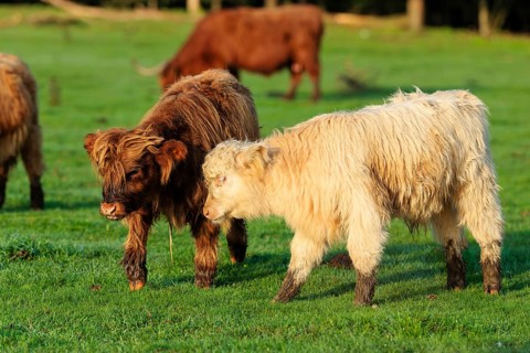 On a sunny morning, two Highland calves (Bos primigenius taurus) are running across a green pasture