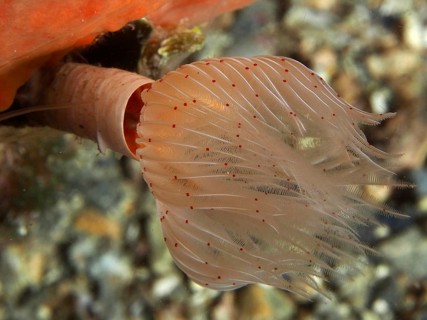 A smooth calcareous tube worm (Protula tubularia) lives on the seabed underwater, at the Cap de