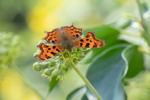 Comma butterfly (Polygonia c-album) adult insect feeding on Ivy (Hedera helix) flowers in a garden,