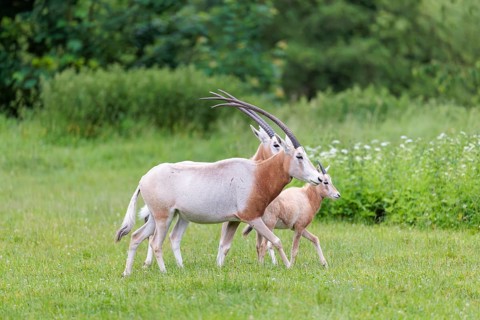 Two female Scimitar Oryx (Oryx dammah) and a young run across a green meadow on a cloudy day.