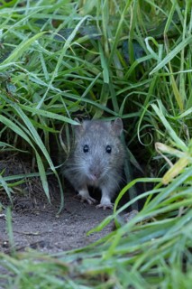 Brown rat (Rattus norvegicus) adult rodent animal emerging from a burrow hole entrance in