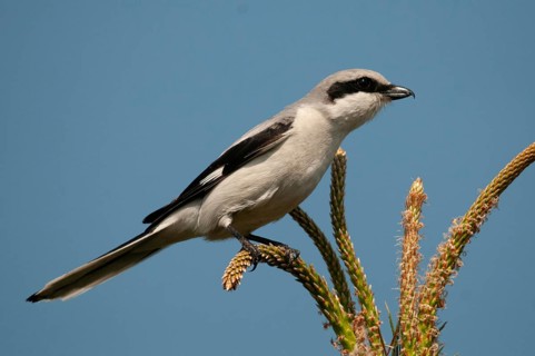 Brandenburg, Germany, Great Grey Shrike, Lanius Excubitor, national natural heritage, natural
