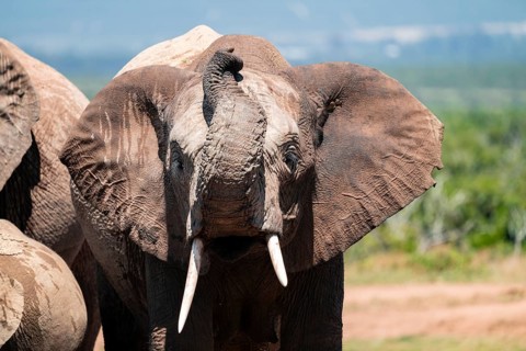African elephant (Loxodonta africana), Addo Elephant National Park, Eastern Cape, South Africa