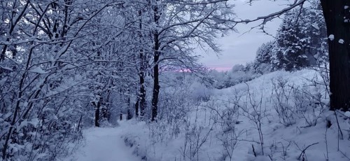 A snowy forest trail in pink evening light surrounded by quiet winter trees, Kronach, hiking in