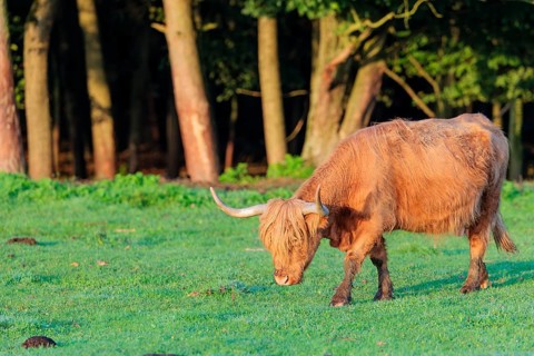 Early one sunny morning, a Highland cow (Bos primigenius taurus) walks across a green pasture at