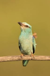 European Roller (Coracias garrulus) female perched on a branch, Serbia