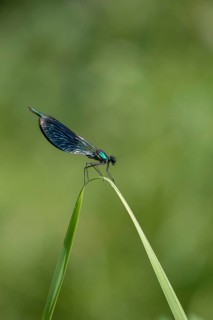 Banded demoiselle, calopteryx splendens, banded dragonfly, damselflies, dragonflies, high size,