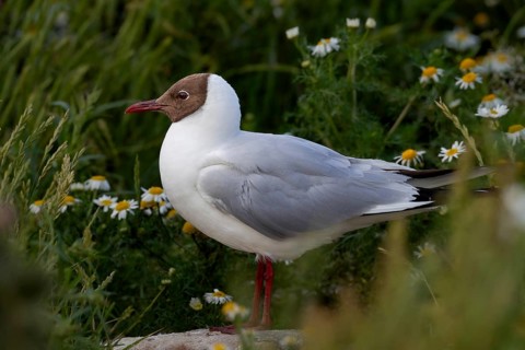 A rare moment of tranquillity in the black-headed gull colony (Chroicocephalus ridibundus), summer