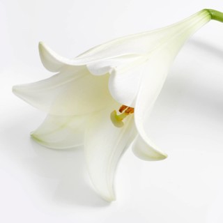 Lily, Easter lily, Bermuda lily (Lilium longiflorum) against a white background