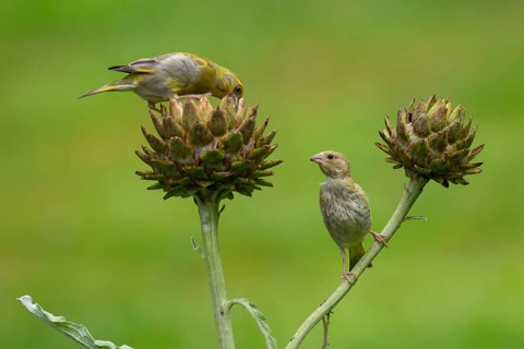 European greenfinch (Chloris chloris) adult male garden bird feeding on a Artichoke thistle flower