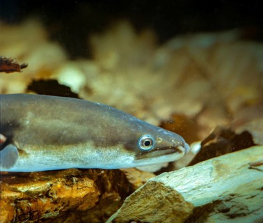 Anguilla Anguilla, eel, European eel, eel, fish, fishes, pisces