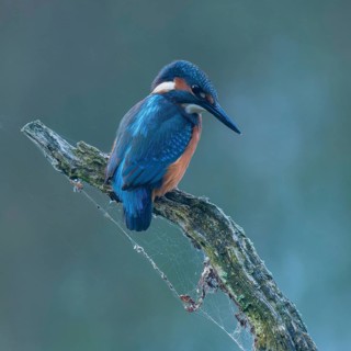 Kingfisher (Alcedo atthis) sitting on an old branch, perch and looking for prey, Lower Saxony,