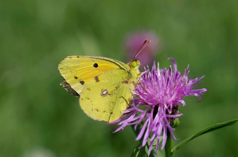 Postillon (Colias croceus), butterfly, yellow, close-up, nectar, Austria