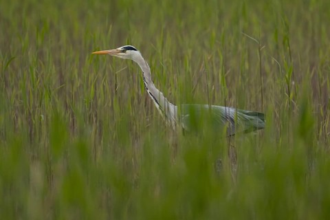 Grey heron (Ardea cinerea) adult bird in a reedbed, RSPB Minsmere nature reserve, Suffolk, England,
