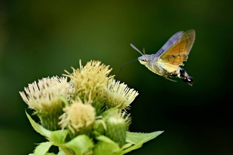 Dove's tail (Macroglossum stellatarum), flies on the flower of cabbage thistle (Cirsium oleraceum),