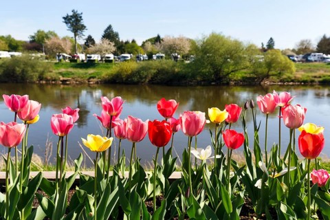 Red and yellow tulips in a raised bed, Weserpromenade, Höxter, Germany