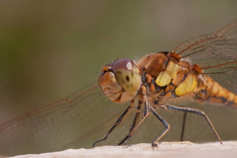 Common darter dragonfly (Sympetrum striolatum) adult female insect close up head portrait in