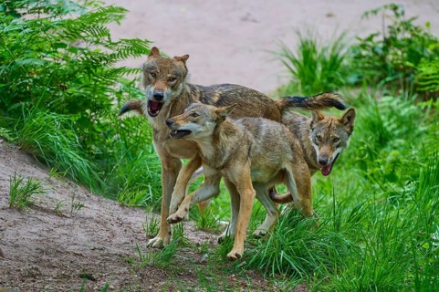 Three wolves are energetically exploring the green woodland surroundings, summer, wolf (Canis