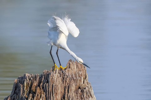 Little Egret (Egretta garzetta), adult bird, standing on a root, spreading its wings, wildlife,