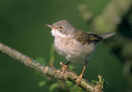 Warbler, Sylvia Communis, Whitethroat, Birds, Male, Male, Passeri, Songbirds, Birds