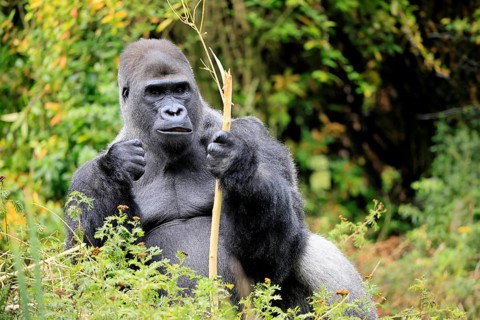 Western gorilla (Gorilla gorilla), adult, male, silverback, sitting on the ground, eating