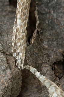 Coronella Austriaca, black snake, snake, critters, skin, high size, portrait format, molting,