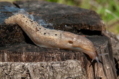 2009, black keel-back slug, Brandenburg, color anomaly, Germany, limax cinereoniger, national