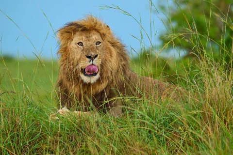 A lion sits majestically in the grass, looking at the camera with its mouth open, lion (Panthera
