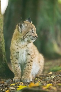 Eurasian lynx (Lynx lynx) youngsters (cub) sitting in a forest, Bavaria, Germany