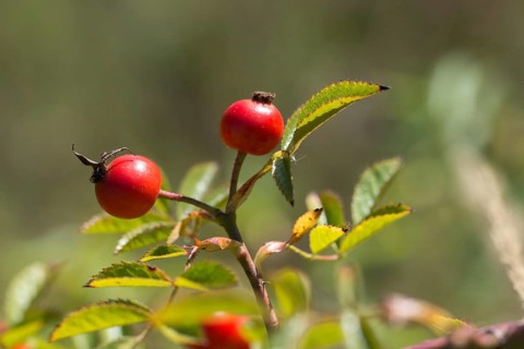 Rosa spec., rose, autumn, flora, fruit, fruit, rose hip, dogrose, autumn, plants, plants