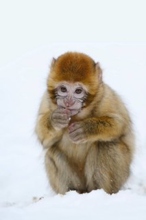 Barbary macaque or magot (Macaca sylvanus), young animal sitting in the snow and eating, winter,