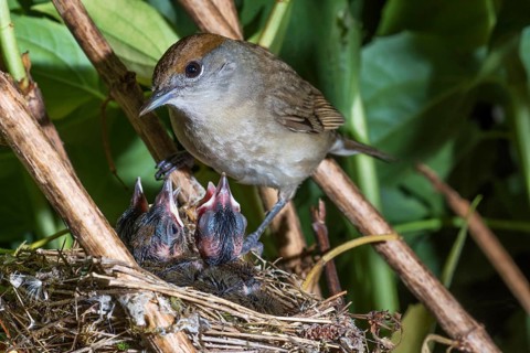 A female blackcap (Sylva atricapilla) in her nest after feeding her hungry chicks, amongst dense