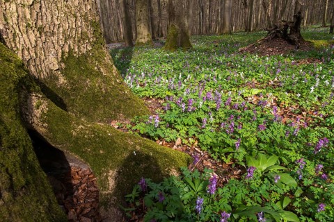 Alliaceae, Allium ursinum, wild garlic, Corydalis cava, earth smoke family, fumariaceae, hollow