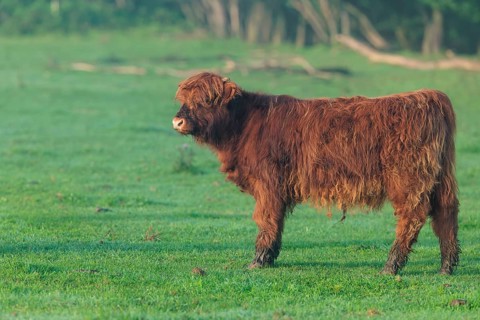 Early one sunny morning, a Highland calf (Bos primigenius taurus) walks across a green pasture at