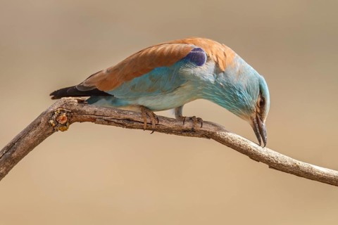 European Roller (Coracias garrulus), perched on a branch, Castile-La Mancha