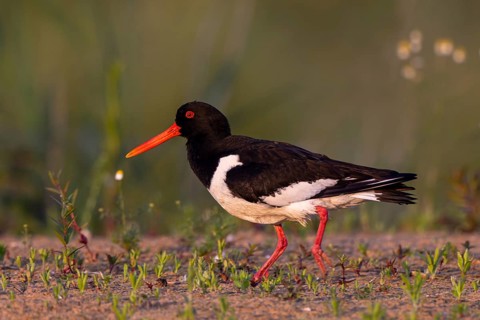 Eurasian Oystercatcher (Haematopus ostralegus), North Rhine-Westphalia, Germany
