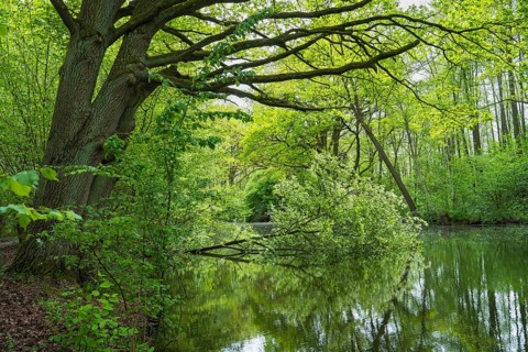 Fallen tree on Bolter Canal, deciduous forest, spring, Müritz National Park, Mecklenburg Lake