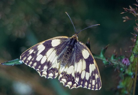 Board game, women's board, marbled white, melanargia galathea, checkerboard, butterfly, insects,
