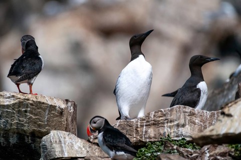 Common guillemot, common murre, Norway, idiot, Uria eel, varanger, alcidae, alkenbirds, birds,