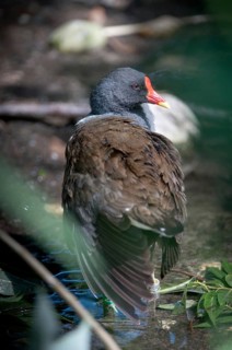 Gallinula chloropus, bogs, pond grouse, pond rail, birds, gruiformes, high size, portrait, crane