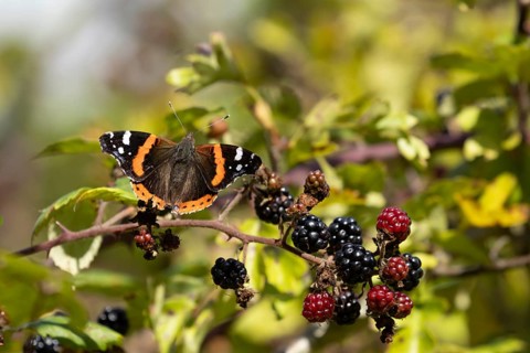 Red admiral butterfly (Vanessa atalanta) adult insect feeding on blackberries fruit in summer,