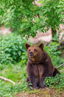 A female brown bear (Ursus arctos arctos) is sitting in dense vegetation on hilly terrain, sniffing