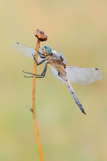 Black-tailed Skimmer (Orthetrum cancellatum), male, North Rhine-Westphalia, Germany