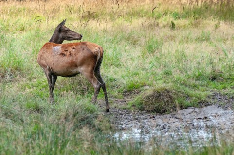 Artiodactyla, Cervus Elaphus, even-toed ungulate, cloven-hoofed, red deer, deer, deer, mammals,