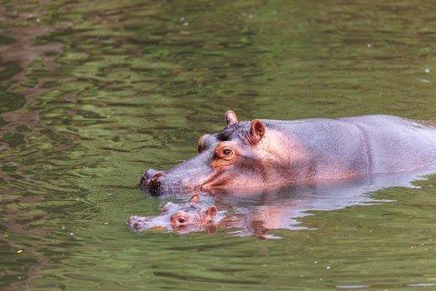 A young hippopotamus (Hippopotamus amphibius) rests in the water next to its mother. Democratic