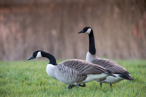 Branta canadensis, Canada goose, Canada goose, anatidae, birds, duckbirds, goose, geese, birds,